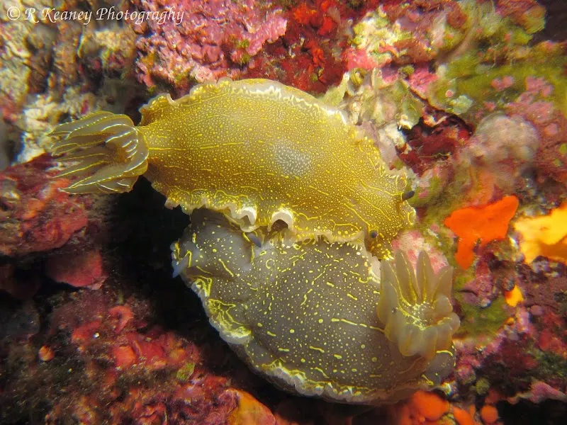 Black Rock Dive Centre Deniz Suyu Sıcaklığı