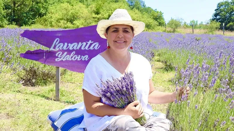Lavanta Yalova Deniz Suyu Sıcaklığı